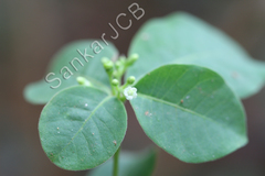 Rauvolfia tetraphylla